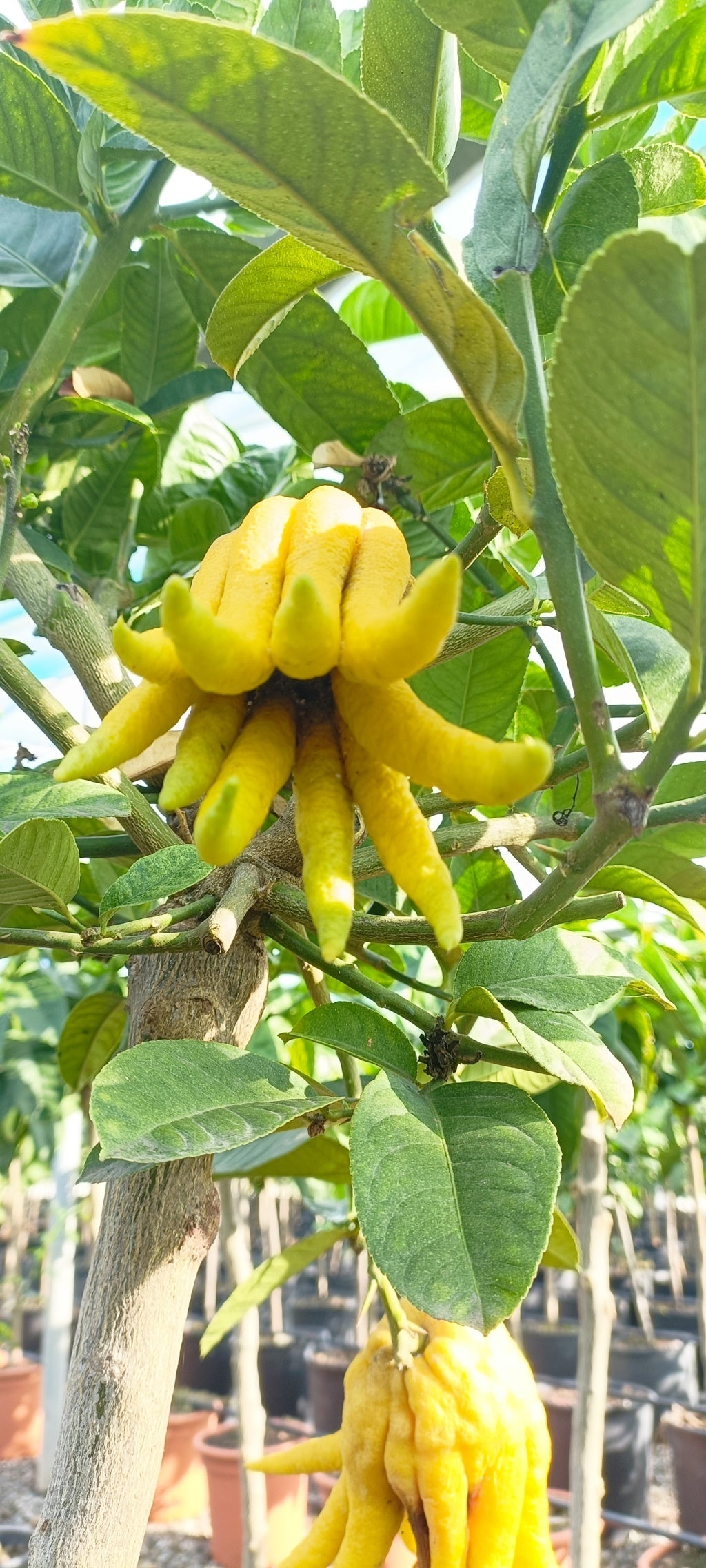 Piante di Cedro
