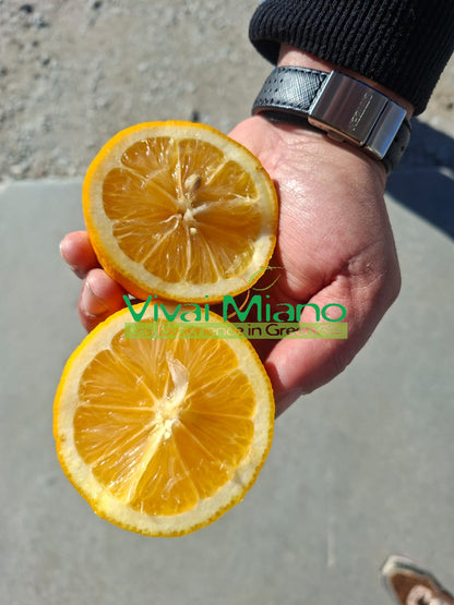 Mayerův citronovník (květináč – 20)