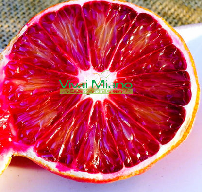 Rostlina Orange Arcobal