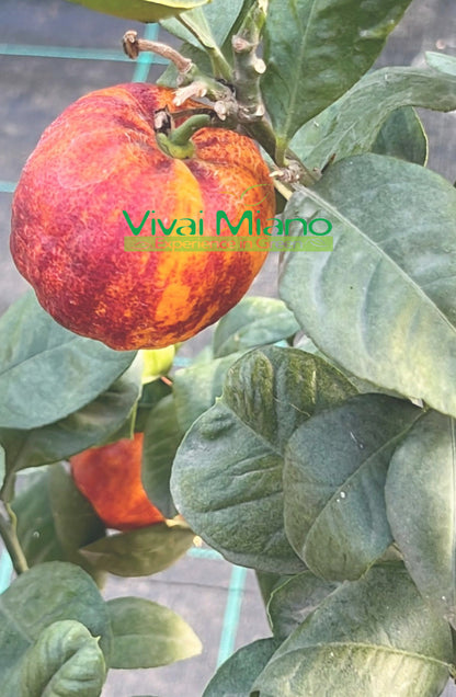 Rostlina Orange Arcobal
