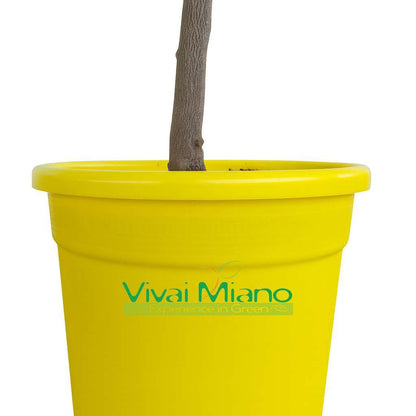 Citroník S PLODY – květináč Ø 20 žlutý – reálná fotografie
