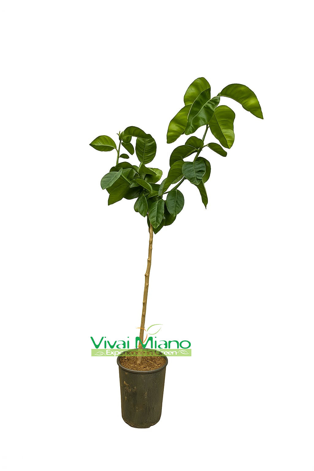 Rostlina Orange Arcobal