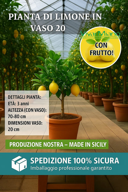 Citroník S PLODY – květináč Ø 20 žlutý – reálná fotografie
