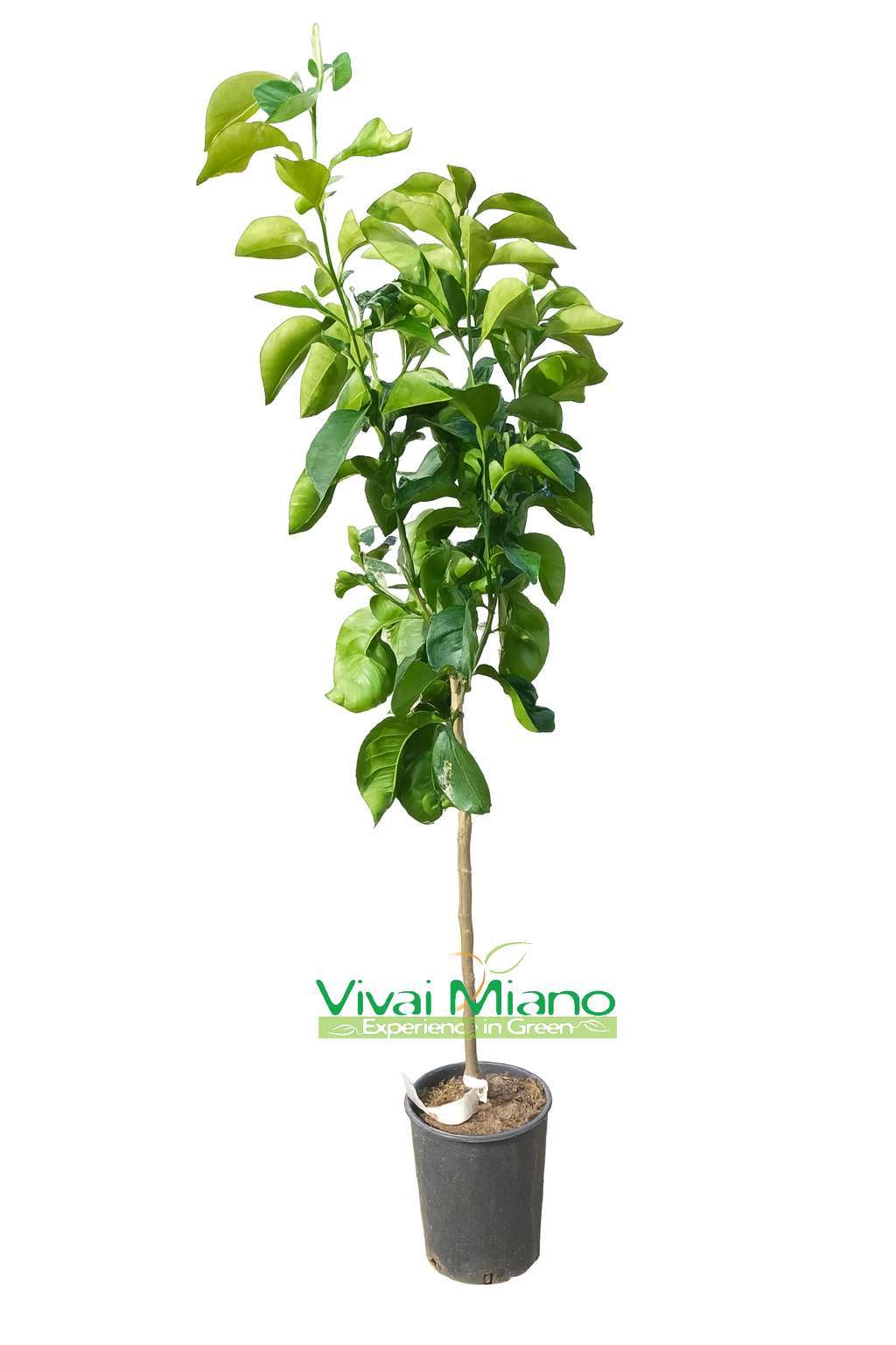 Rostlina Arancia Bizzarria