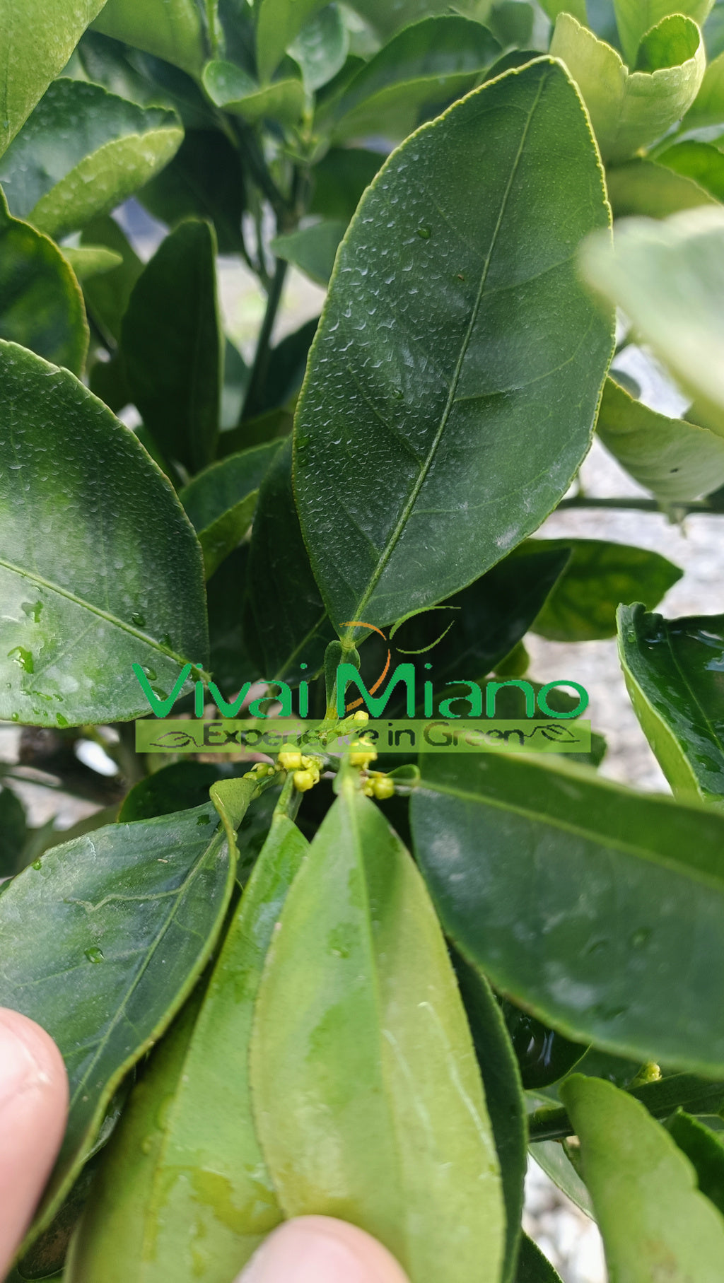 Rostlina pomerančovníku Lane Late (květináč – 20)