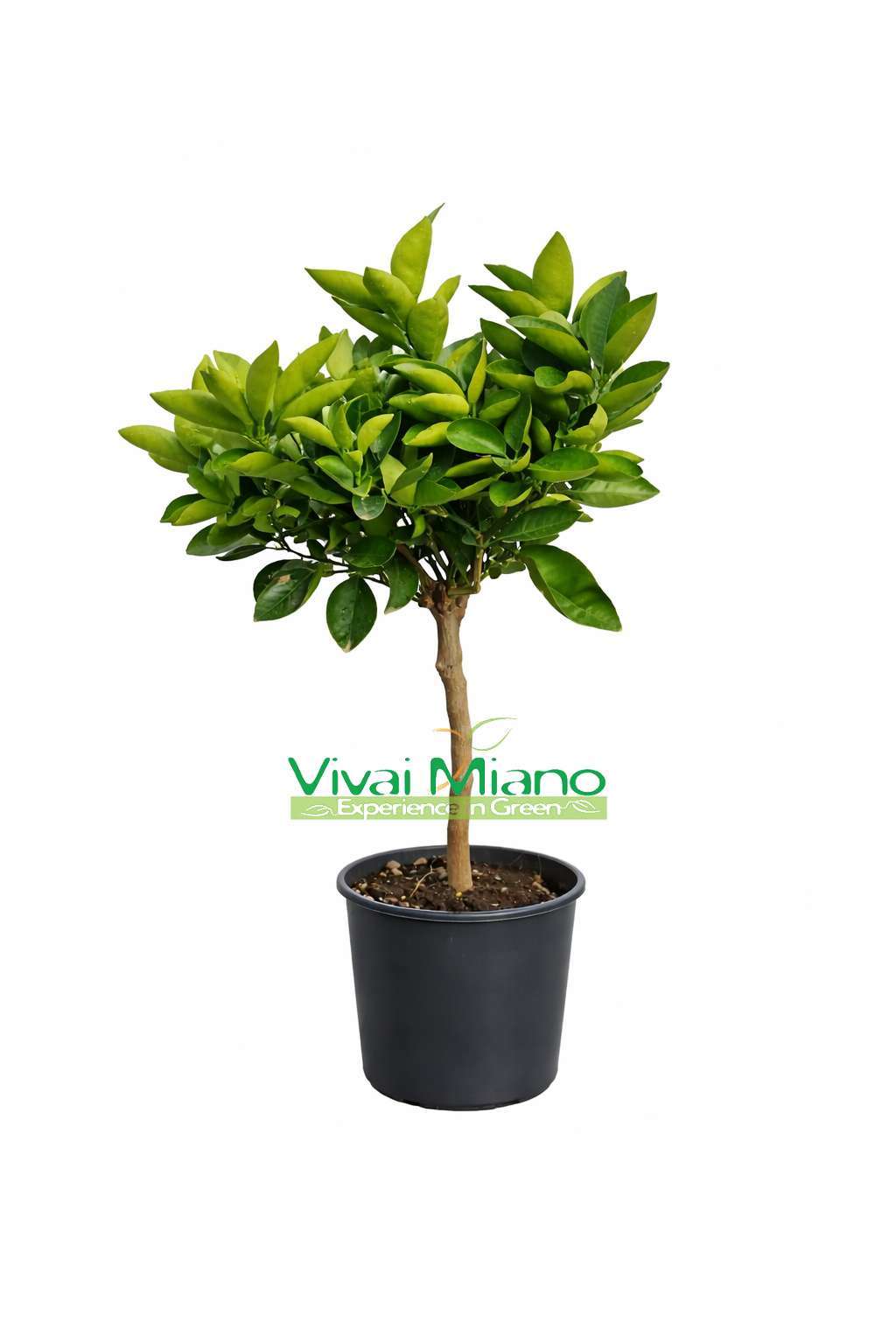 Rostlina pomerančovníku Lane Late (květináč – 20)