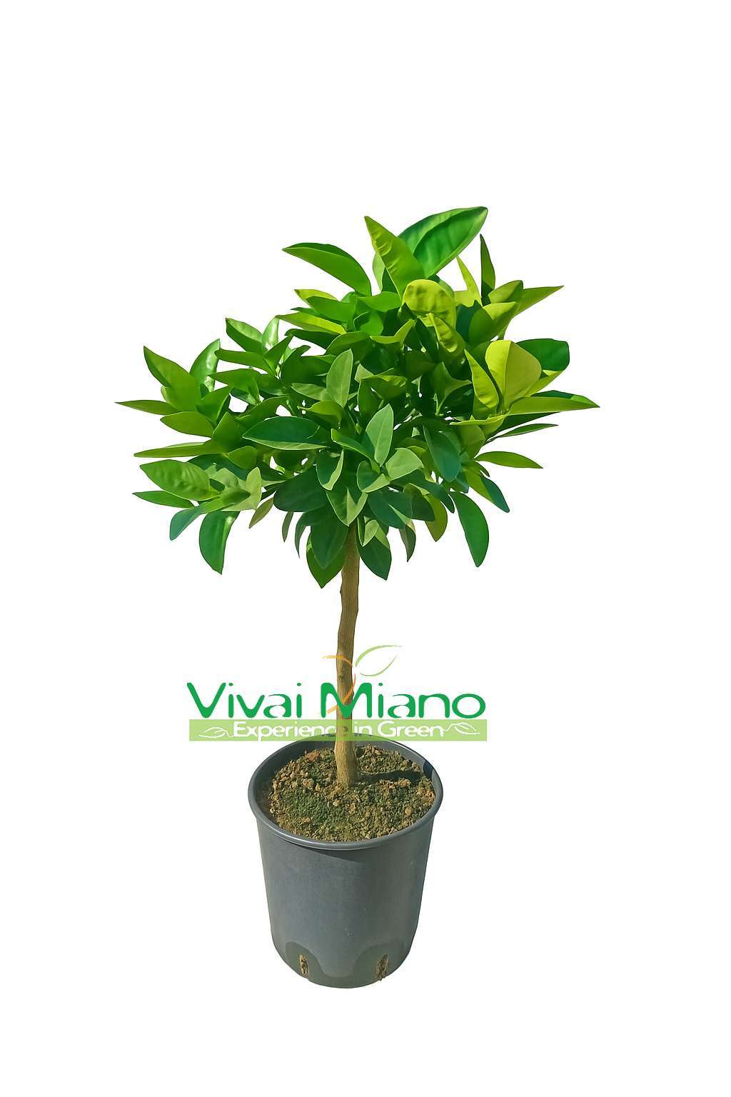 Moro pomerančovník neboli sicilský krvavý pomeranč (květináč – 20)