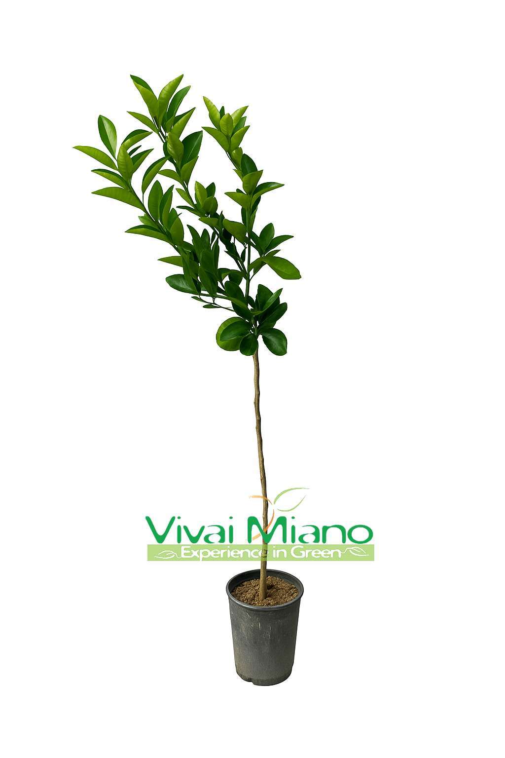 Moro červený pomerančovník nebo sicilský červený pomeranč