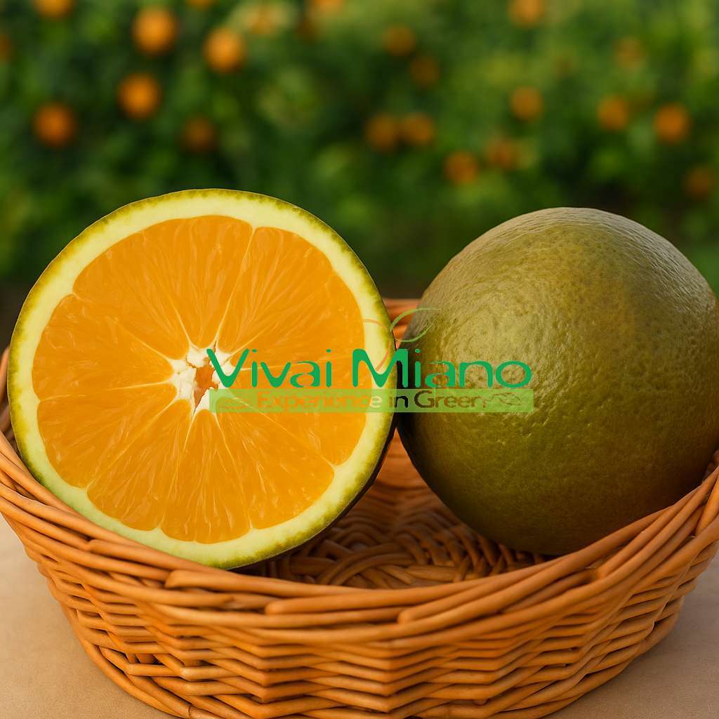 Navel Chocolate pomerančovník