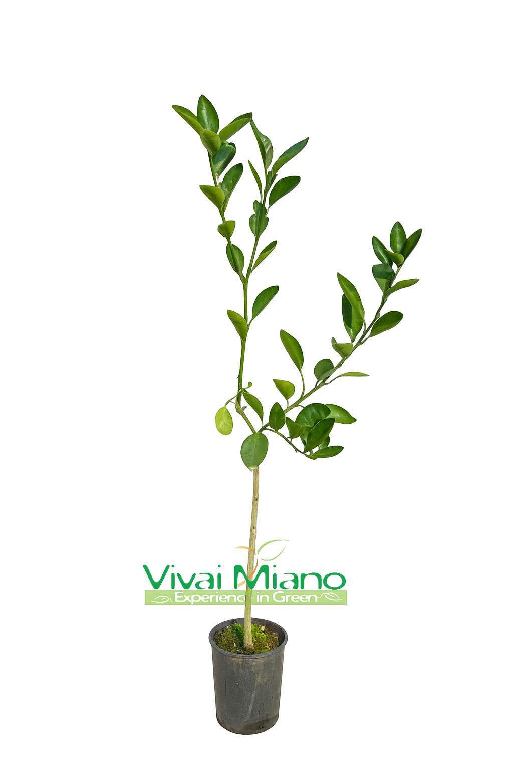 Navel Chocolate pomerančovník