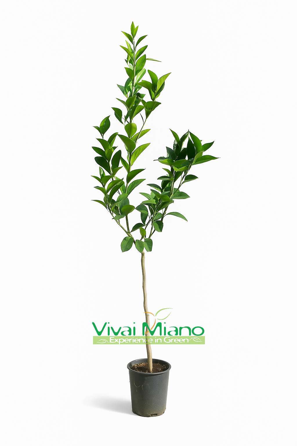 Sazenice pomerančovníku Navelina