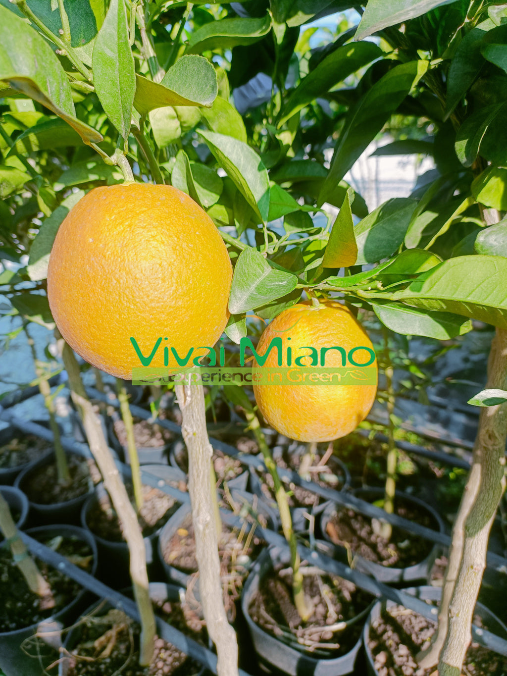 Sazenice pomerančovníku Navelina