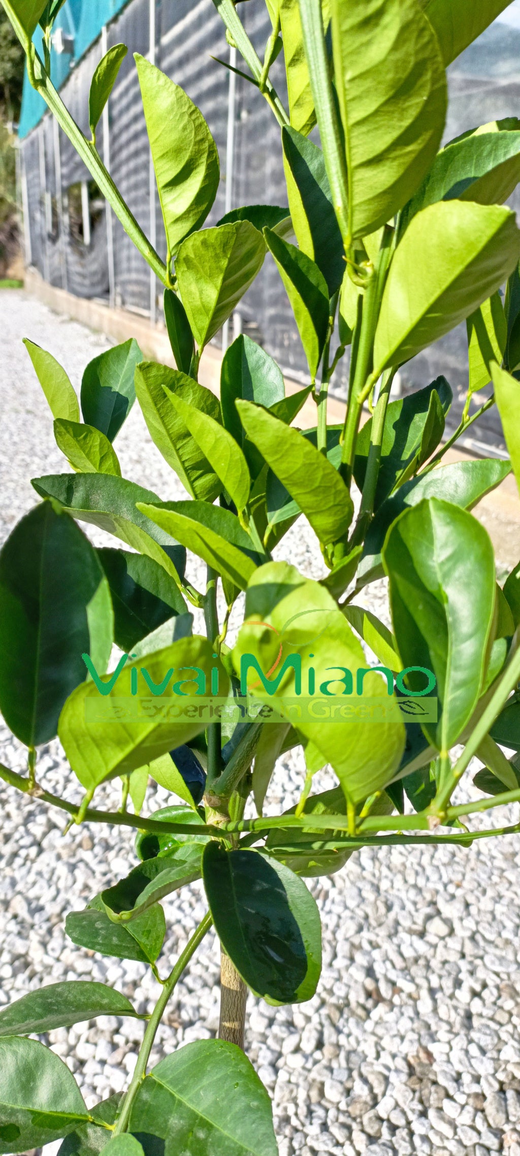 Sanguinello Moscato Oranžovník