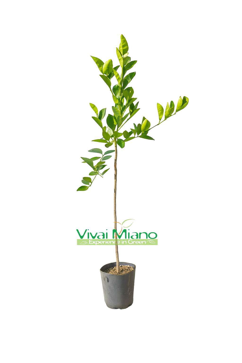 Sanguinello Moscato Oranžovník