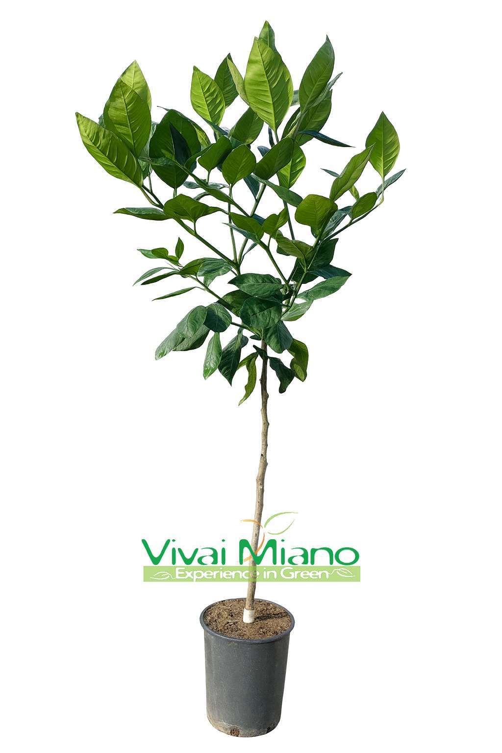 Mandarinka Tarocco "Foglia di Nespolo"