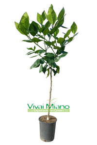 Mandarinka Tarocco "Foglia di Nespolo"