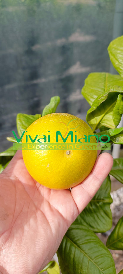 Mandarinka Tarocco "Foglia di Nespolo"