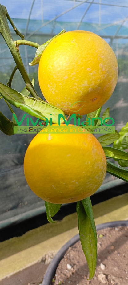 Mandarinka Tarocco "Foglia di Nespolo"