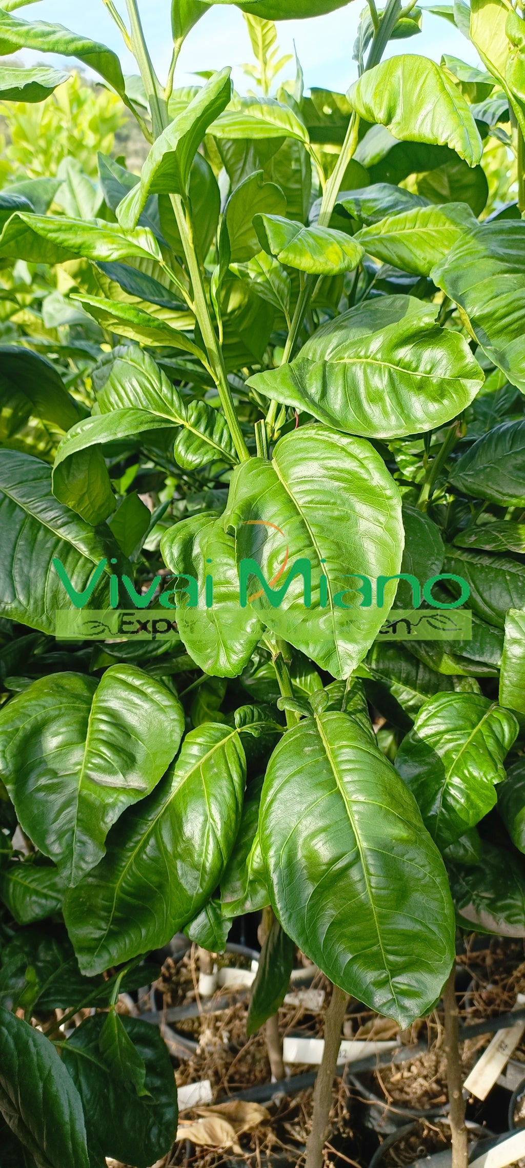 Mandarinka Tarocco "Foglia di Nespolo"