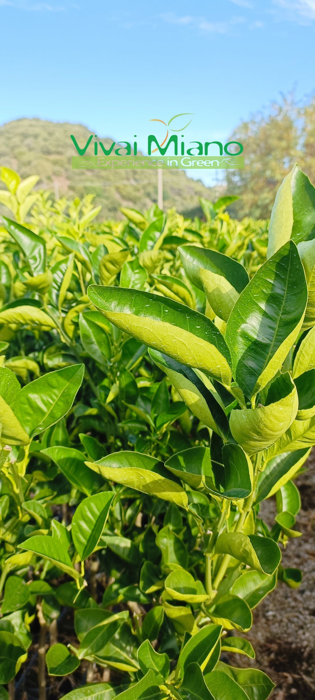 Strom pomeranče Tarocco Ippolito