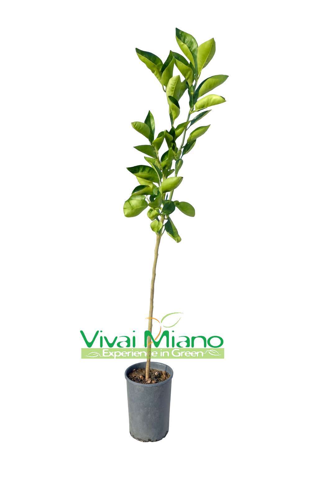 Strom pomeranče Tarocco Ippolito