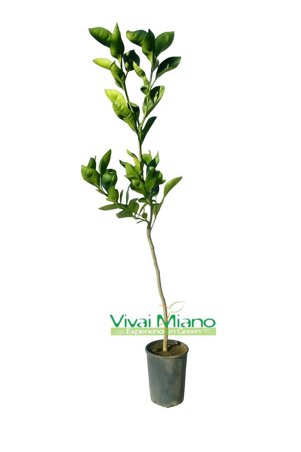 Rostlina Tarocco Meli (pomerančovník)