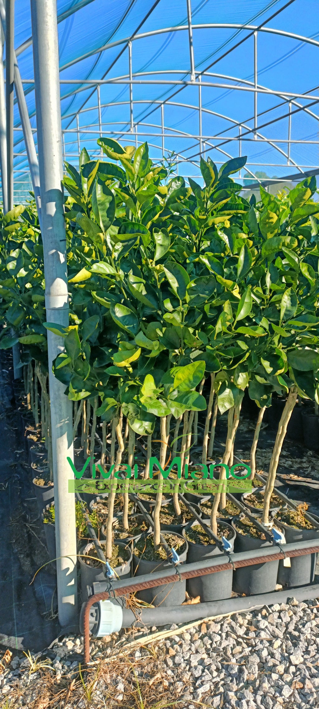 Rostlina Tarocco Meli (pomerančovník)