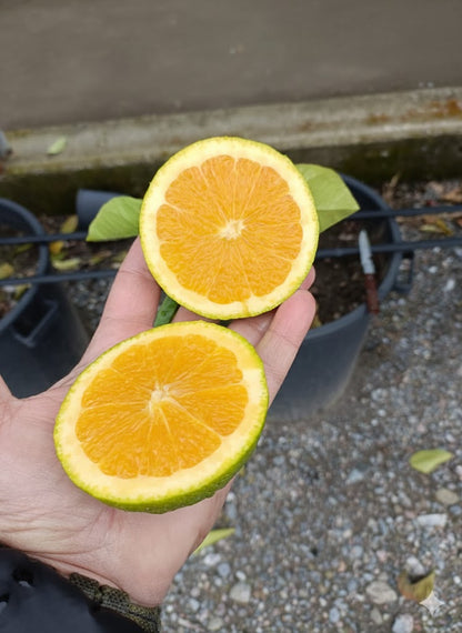 Pomerančovník Valencia