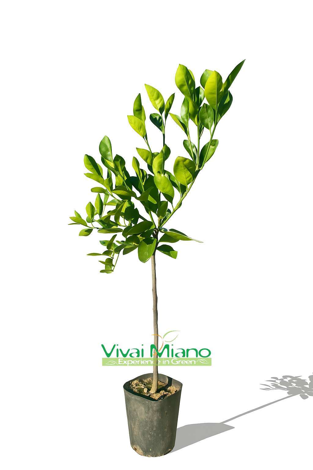 Pomerančovník Vaniglia nebo Sladký pomeranč