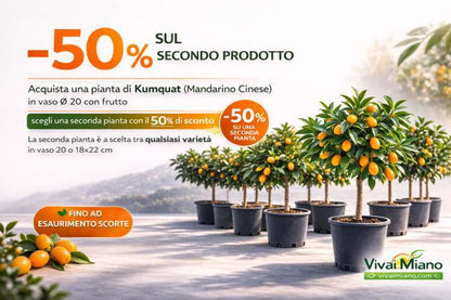 Kumquat – čínská mandarinka (květináč – 20) s plody