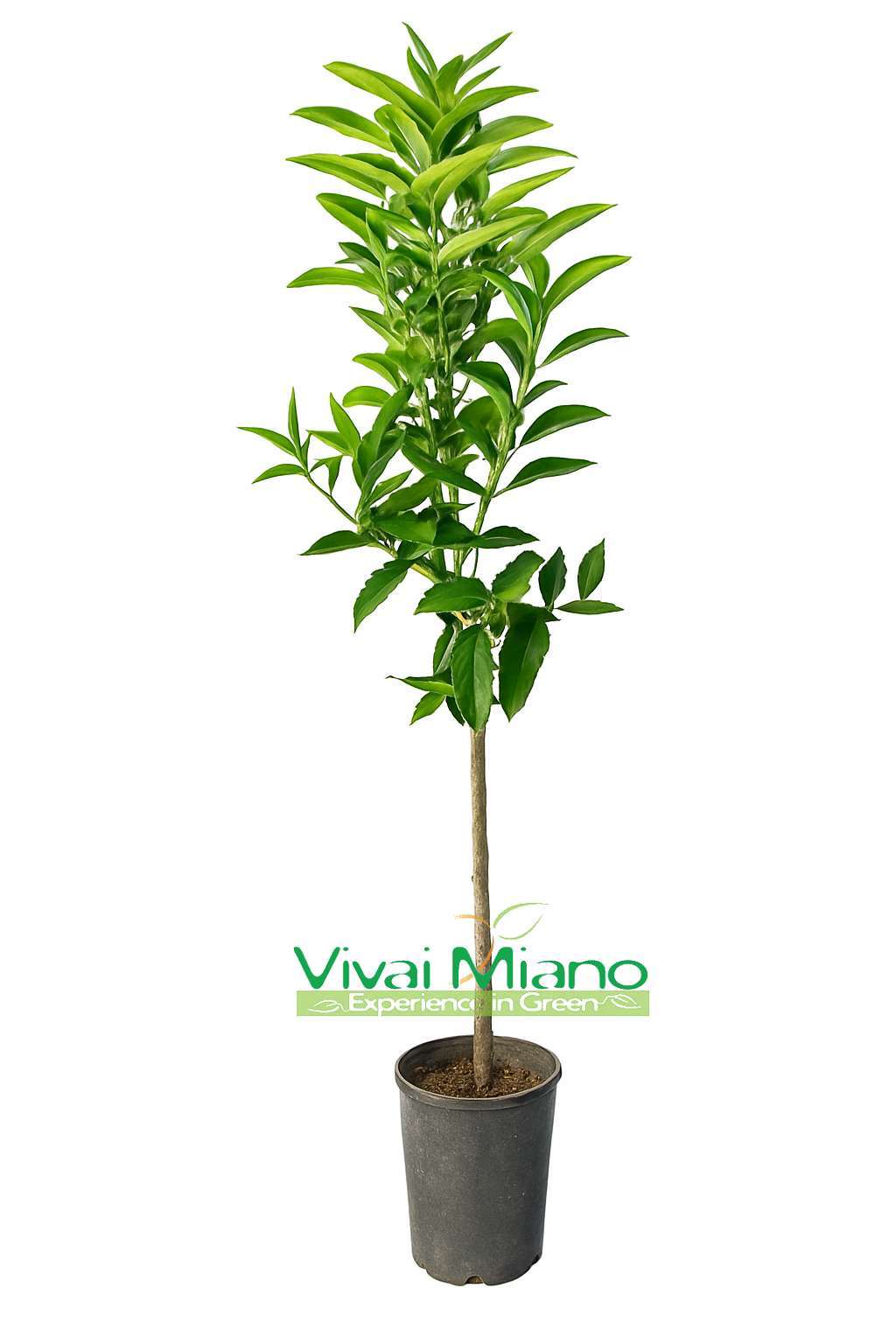 Rostlina klementinky Hernandina