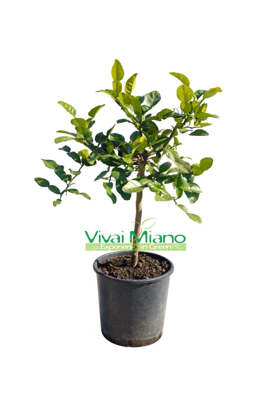Kaffirová limetka (Citrus hystrix) (květináč - 20)