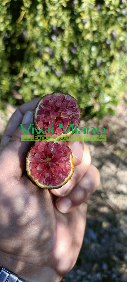 Rostlina Finger Lime Červený (Keř – květináč 35)