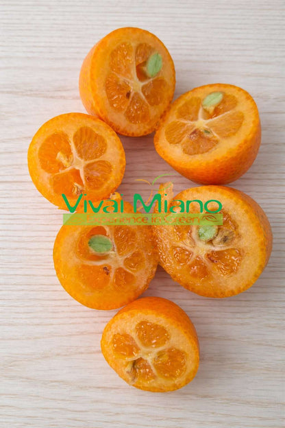 Kumquat – čínská mandarinka (květináč – 20) s plody