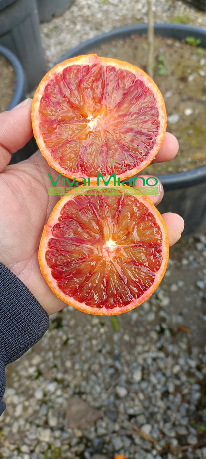 Mandarinka Tarocco "Foglia di Nespolo"