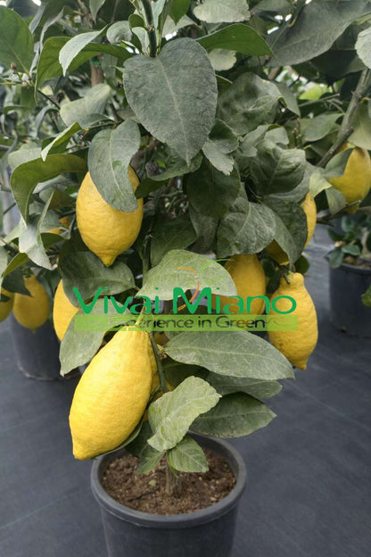 Citroník Lunario "4 roční období"