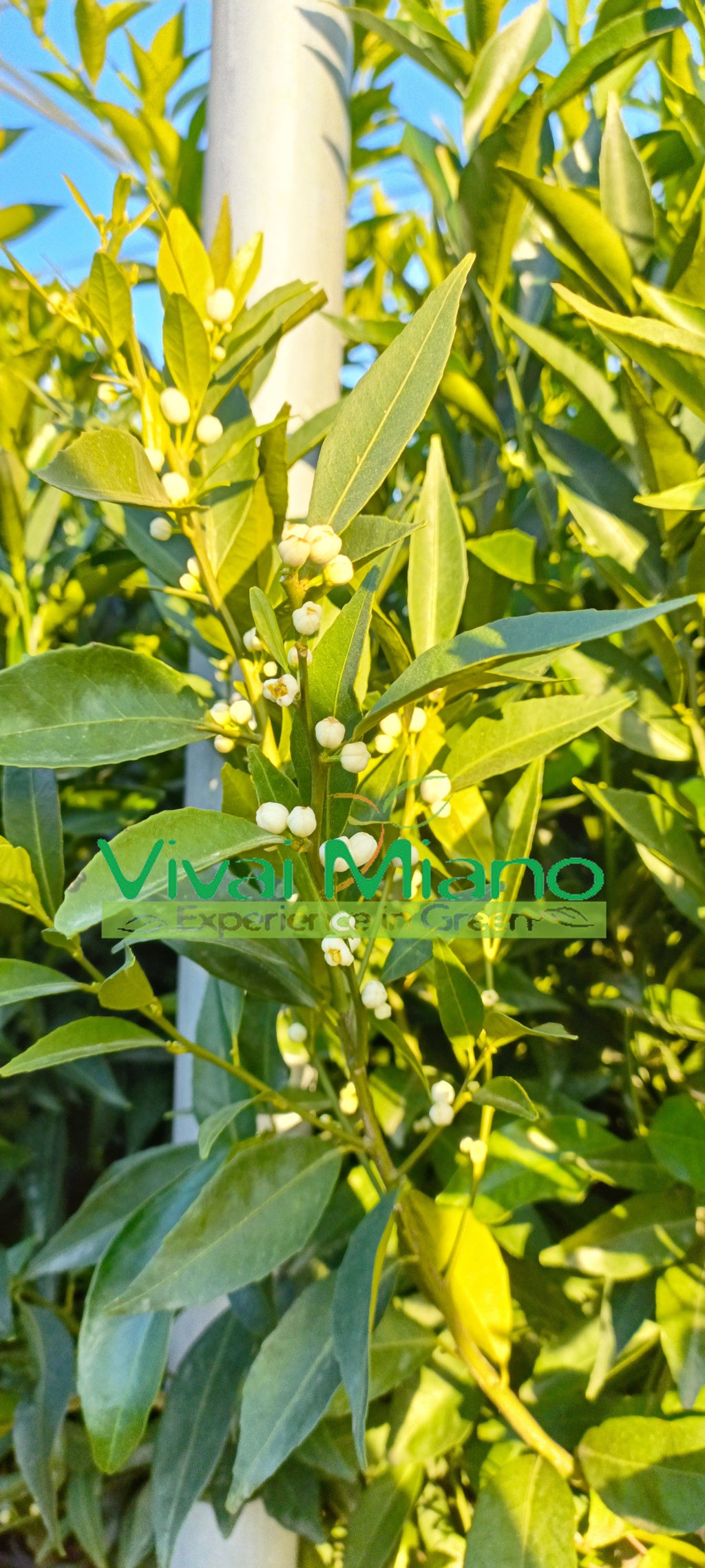 Mandarinka (květináč - 24)
