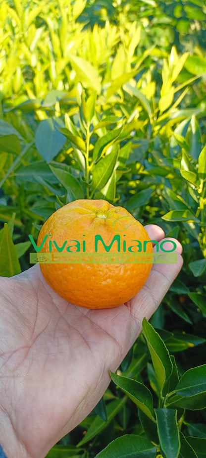 Mandarinka (květináč - 24)