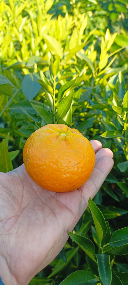 Mandarinkovník (keř – květináč 35)