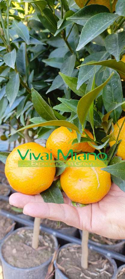 Mandarinka (květináč - 24)
