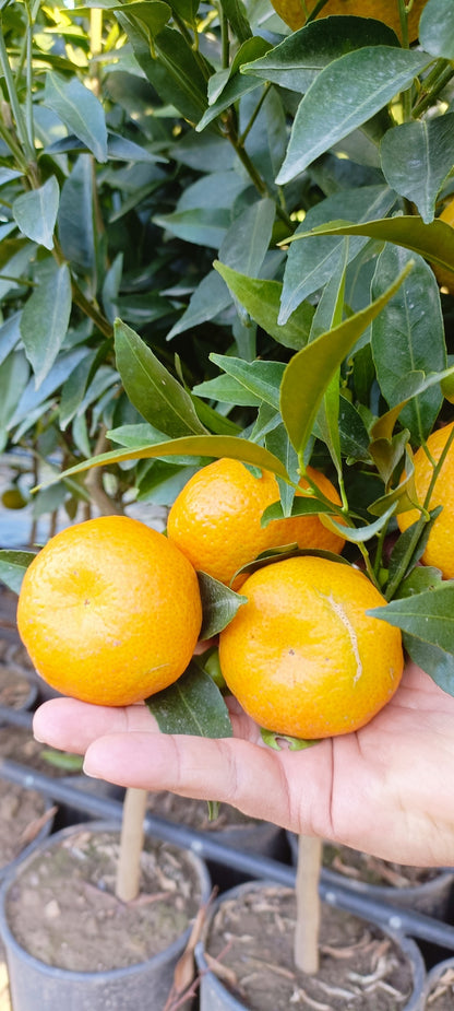 Mandarinkovník (keř – květináč 35)