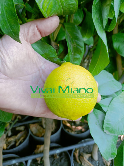 Bergamotovník (květináč - 20)