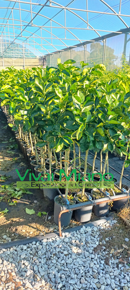 Sazenice pomerančovníku Lane Late