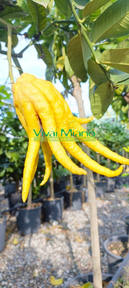 Citrónovník Buddha's Hand (květináč – 20)