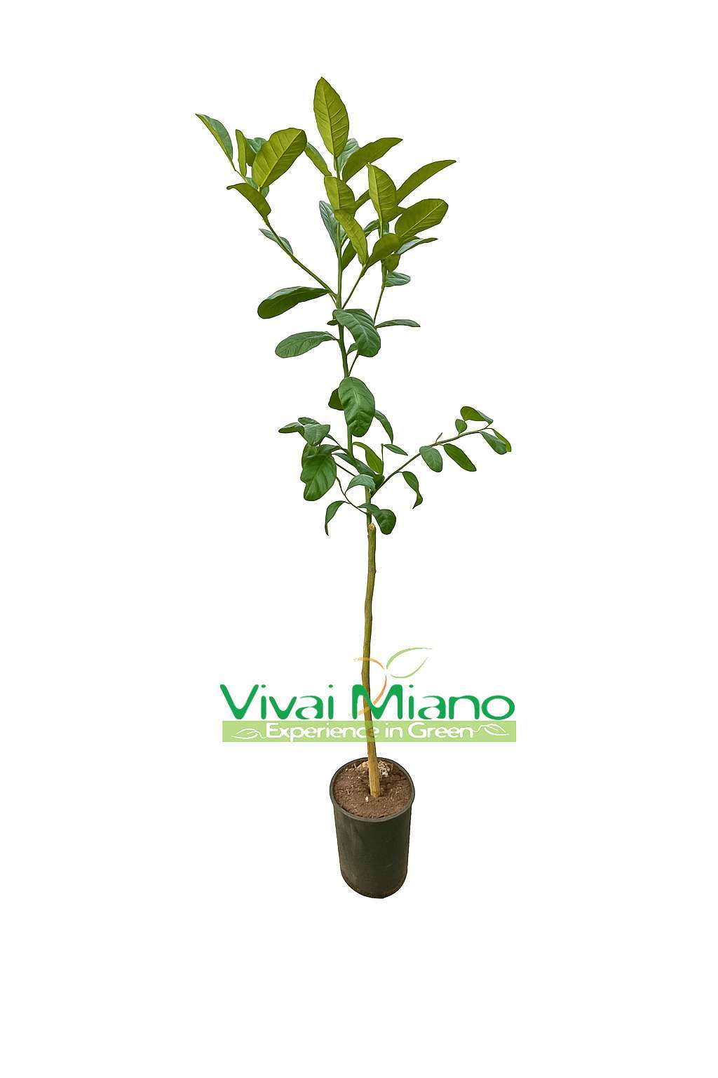 Cedr Maxima nebo Gigant