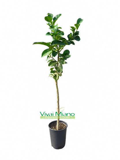 Pianta di Cedro Pompia