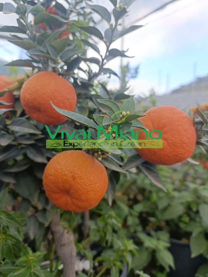 Chinotto (velikost květináče - 20)