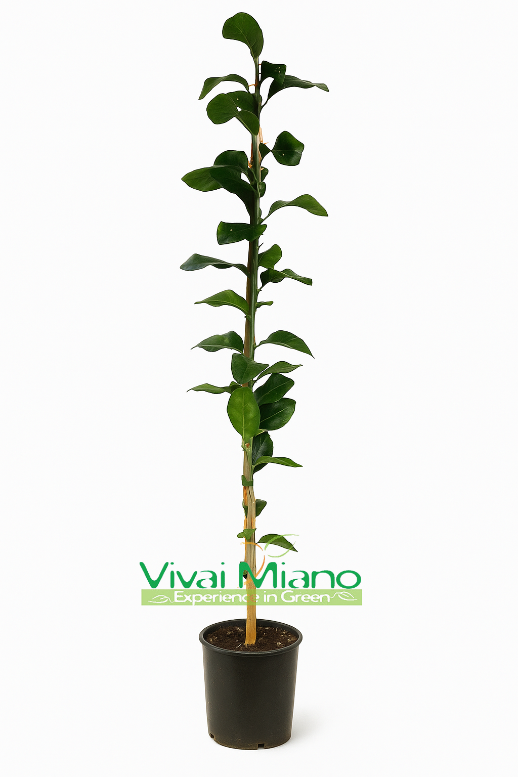 Citrus volkameriana (Volkamerův citroník)