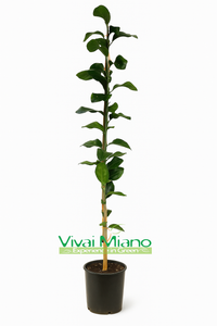 Citrus volkameriana (Volkamerův citroník)