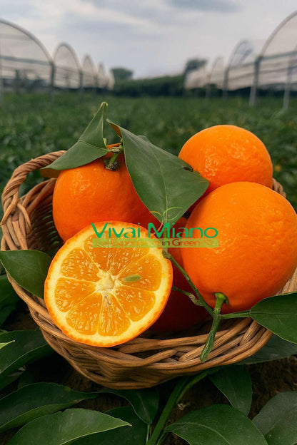 Citrus volkameriana (Volkamerův citroník)